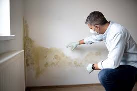 Mold Odor Removal Services in Selden, NY